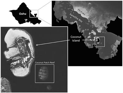 Autonomous Coral Reef Survey in Support of Remote Sensing